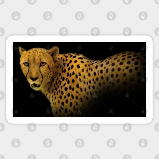 Face to Face with a Magnificent Cheetah Sticker by walkswithnature